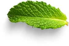 Isolated Cutout PNG